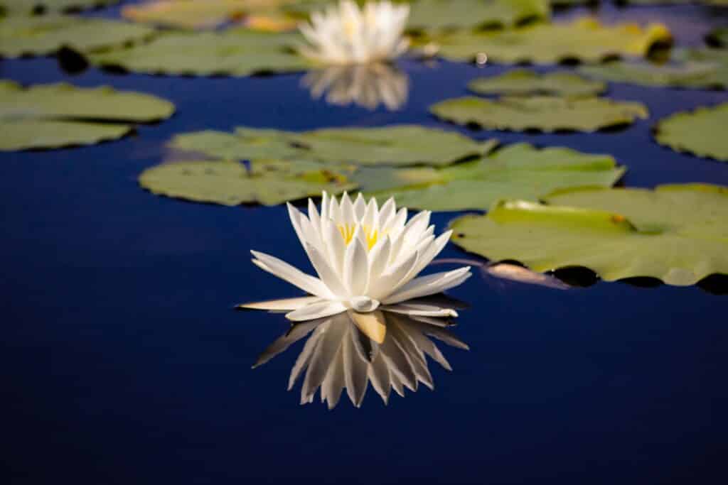 Okefenokee National Wildlife Refuge, Kingsland Georgia, water lily on water