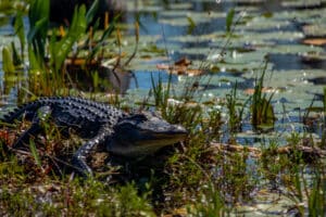 Okefenokee National Wildlife Refuge, American Alligator