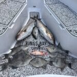 Kings Bay Charters - 2