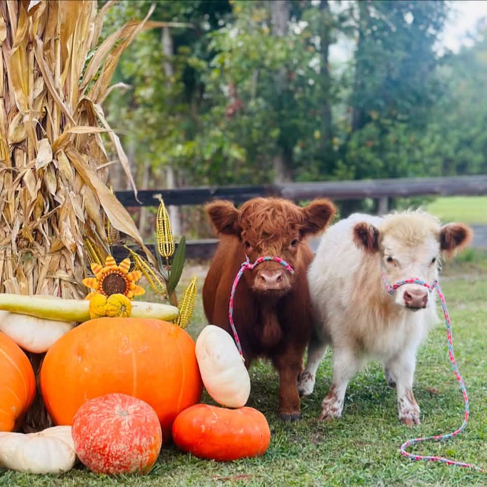 One brown and one white mini Highland cows standing next to a display of pumpkins on a green lawn