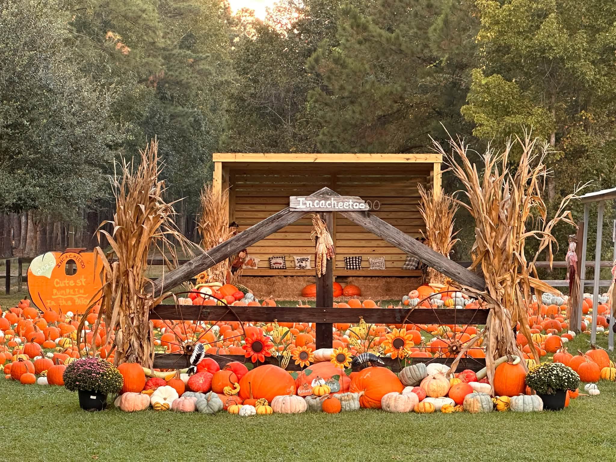 Fall photo op display with pumpkins, wheat, a wood fence and a sitting area