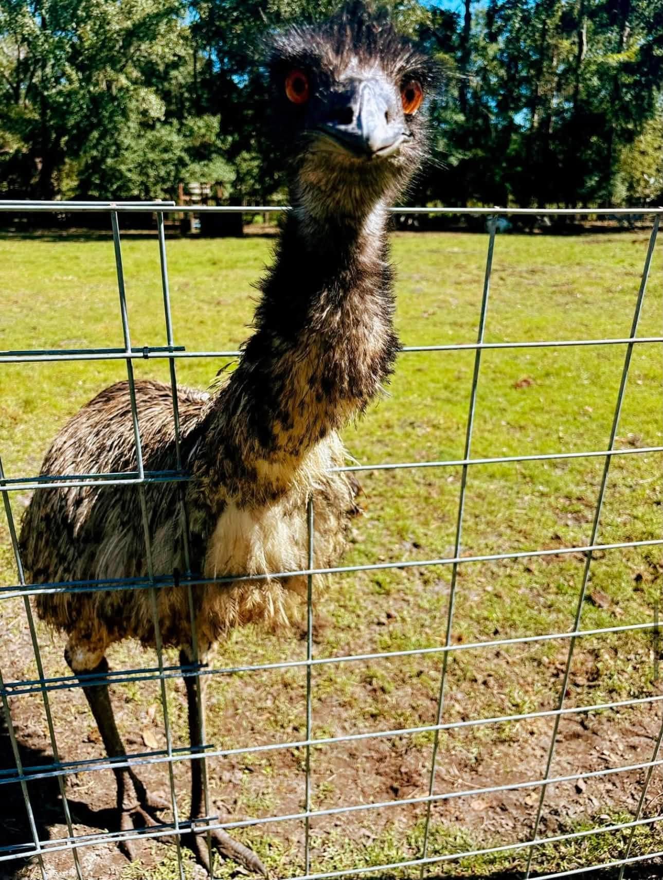 Ostrich with its head and neck through wire fencing.