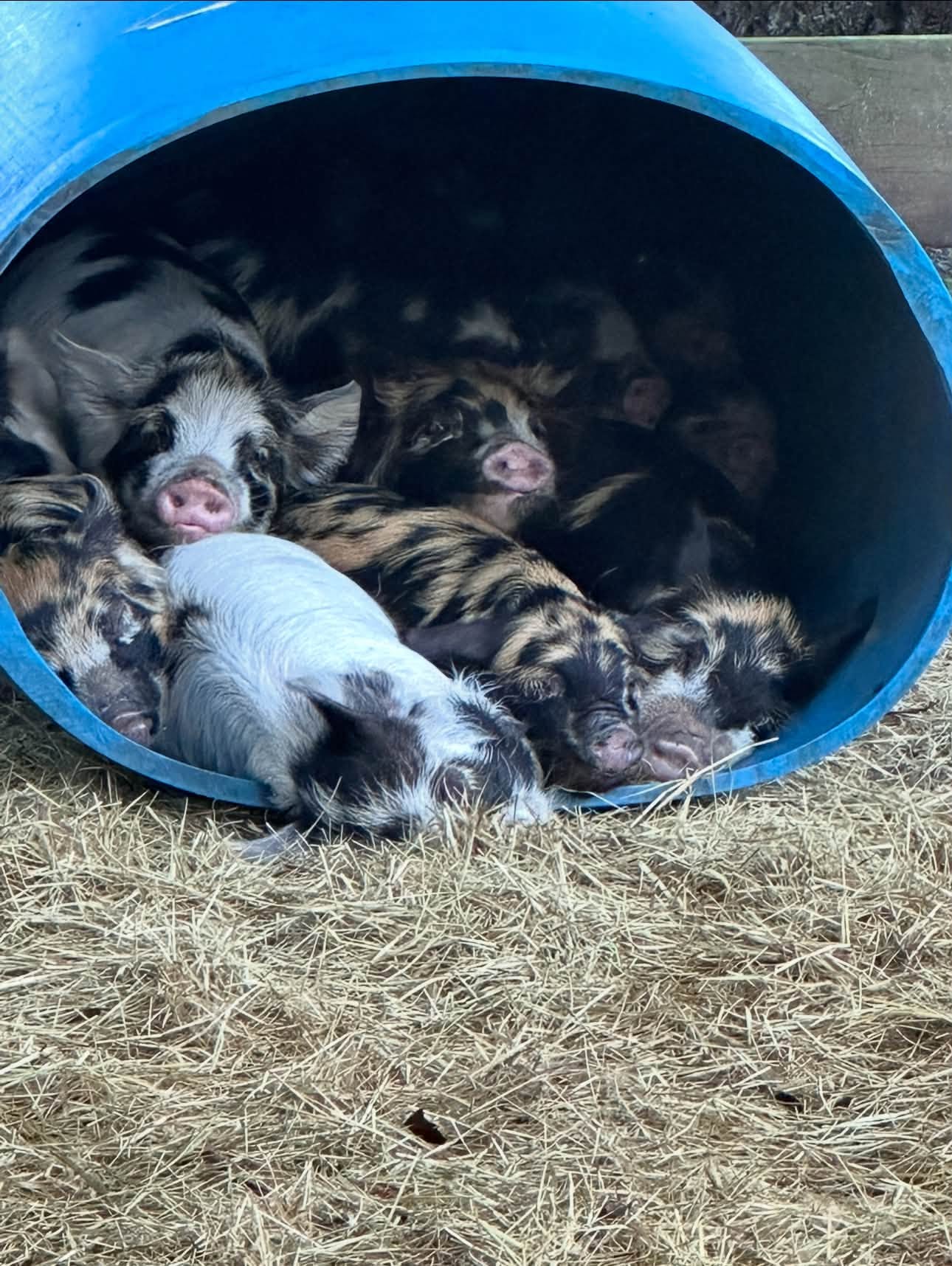 Mini pigs cuddled inside a blue barrel on its side