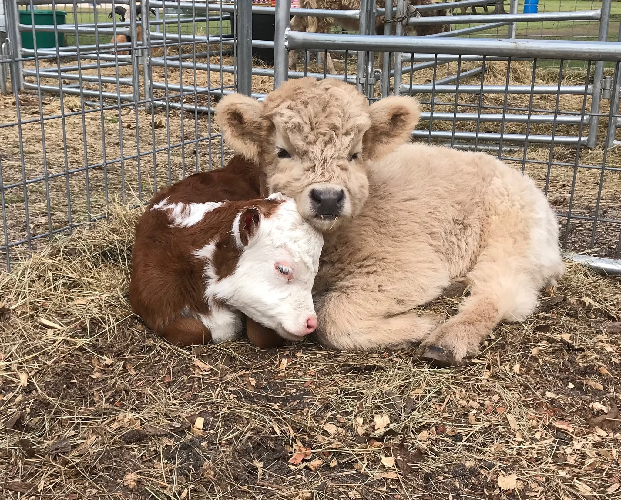 Two mini Highland cow (one brown and white, one white) cuddled in the corner of a pen.