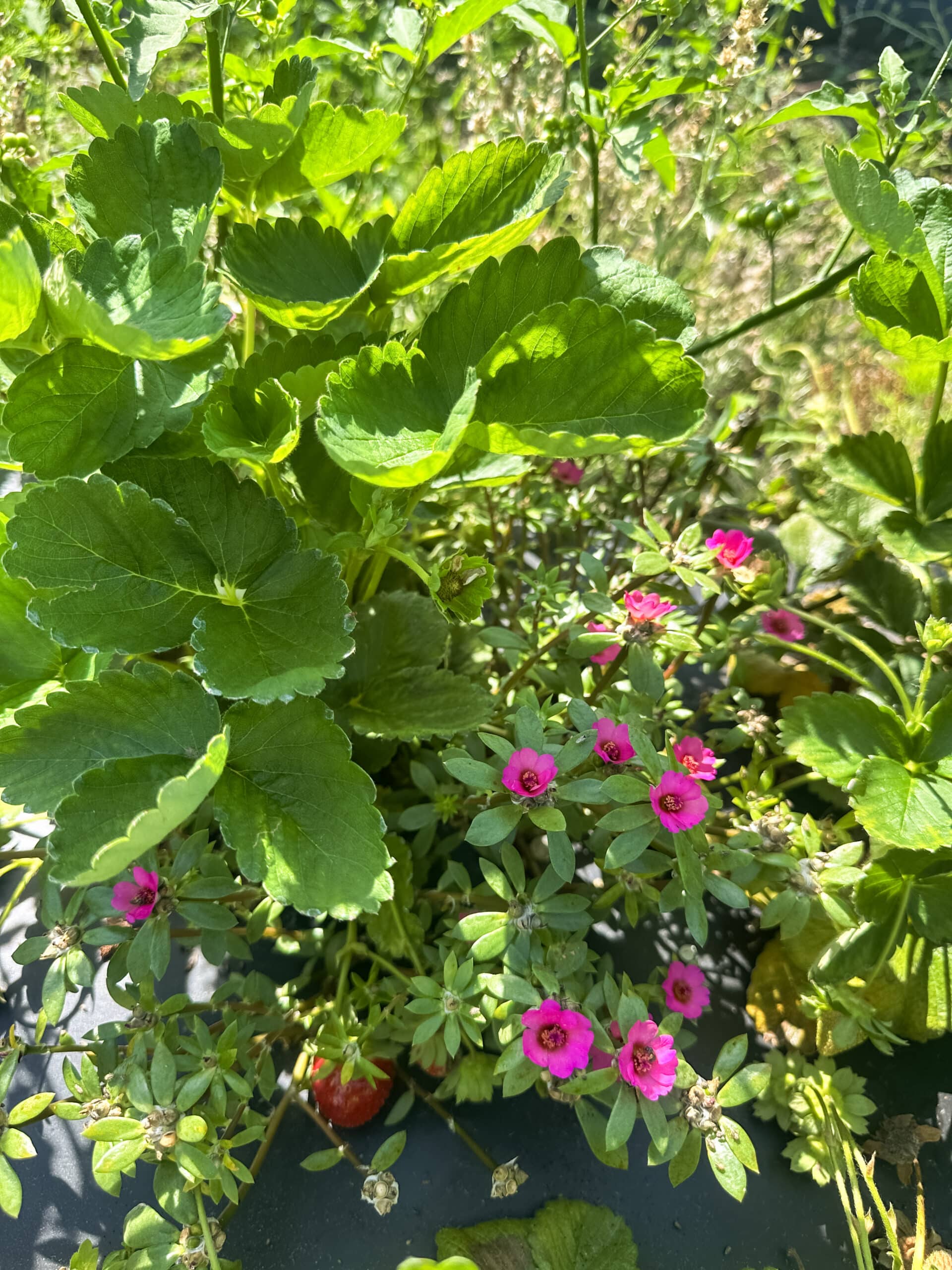 Strawberry plants outside at Merck Farms