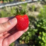 Hand holding a freshly picked bright red strawberry with more plants in the background