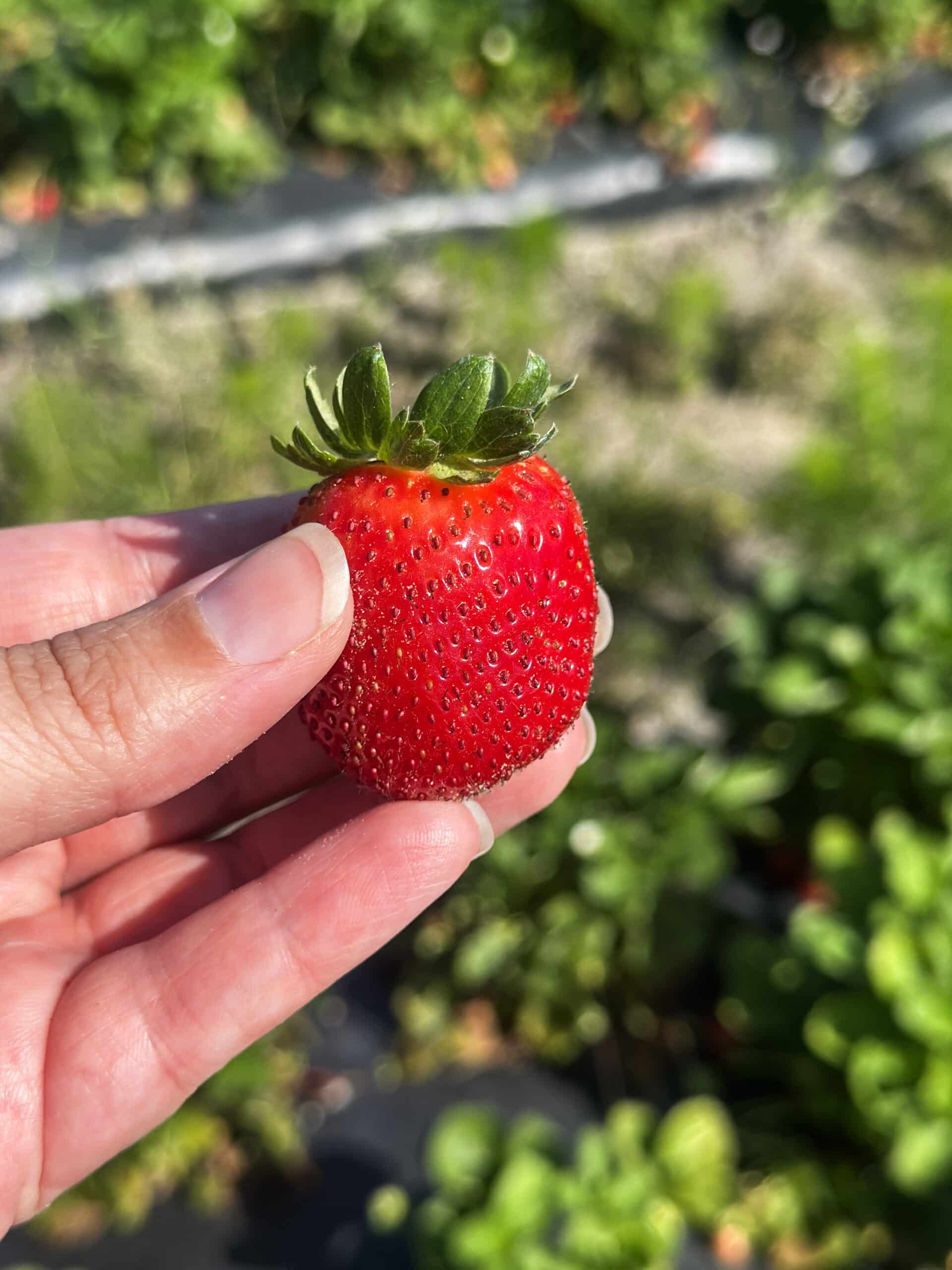 Hand holding a freshly picked bright red strawberry with more plants in the background