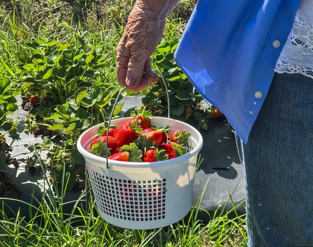 Basket of freshly picked strawberries being carried through a strawberry field