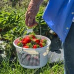 Basket of freshly picked strawberries being carried through a strawberry field