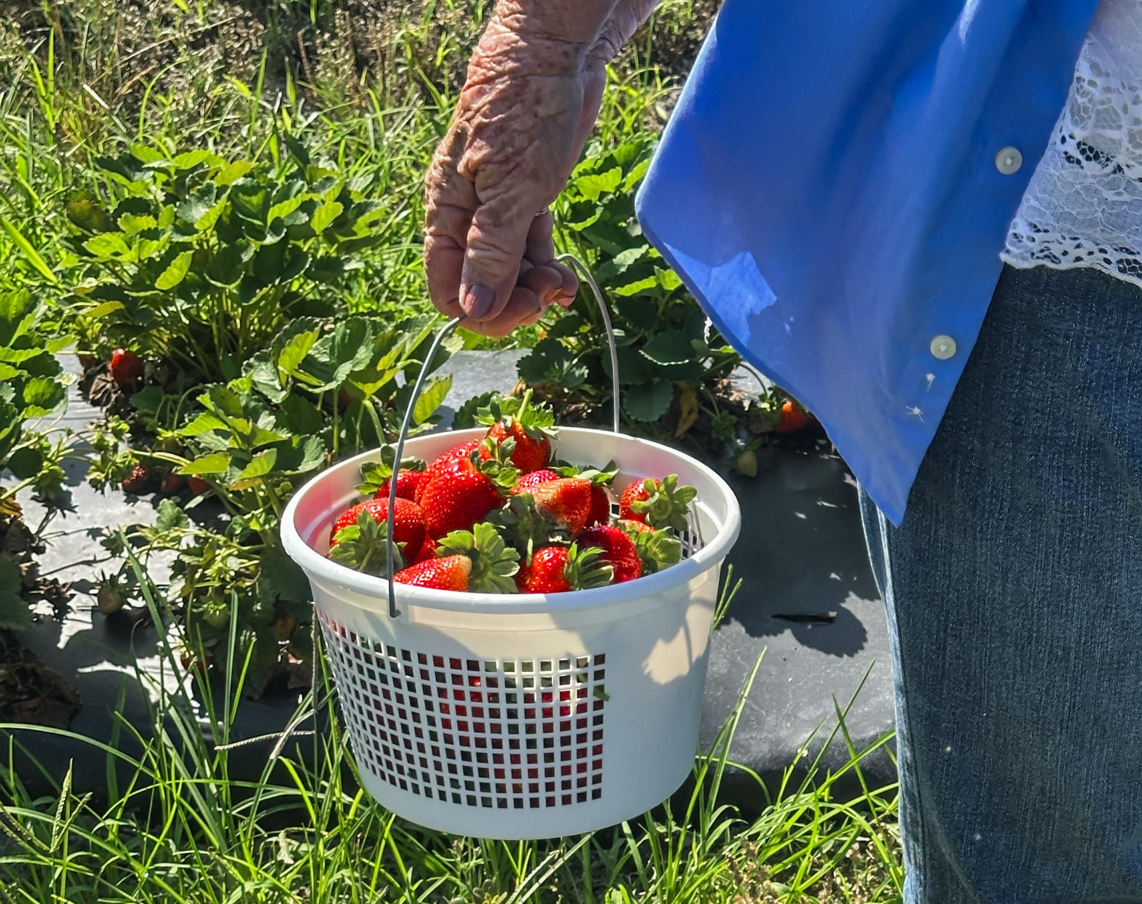 Basket of freshly picked strawberries being carried through a strawberry field