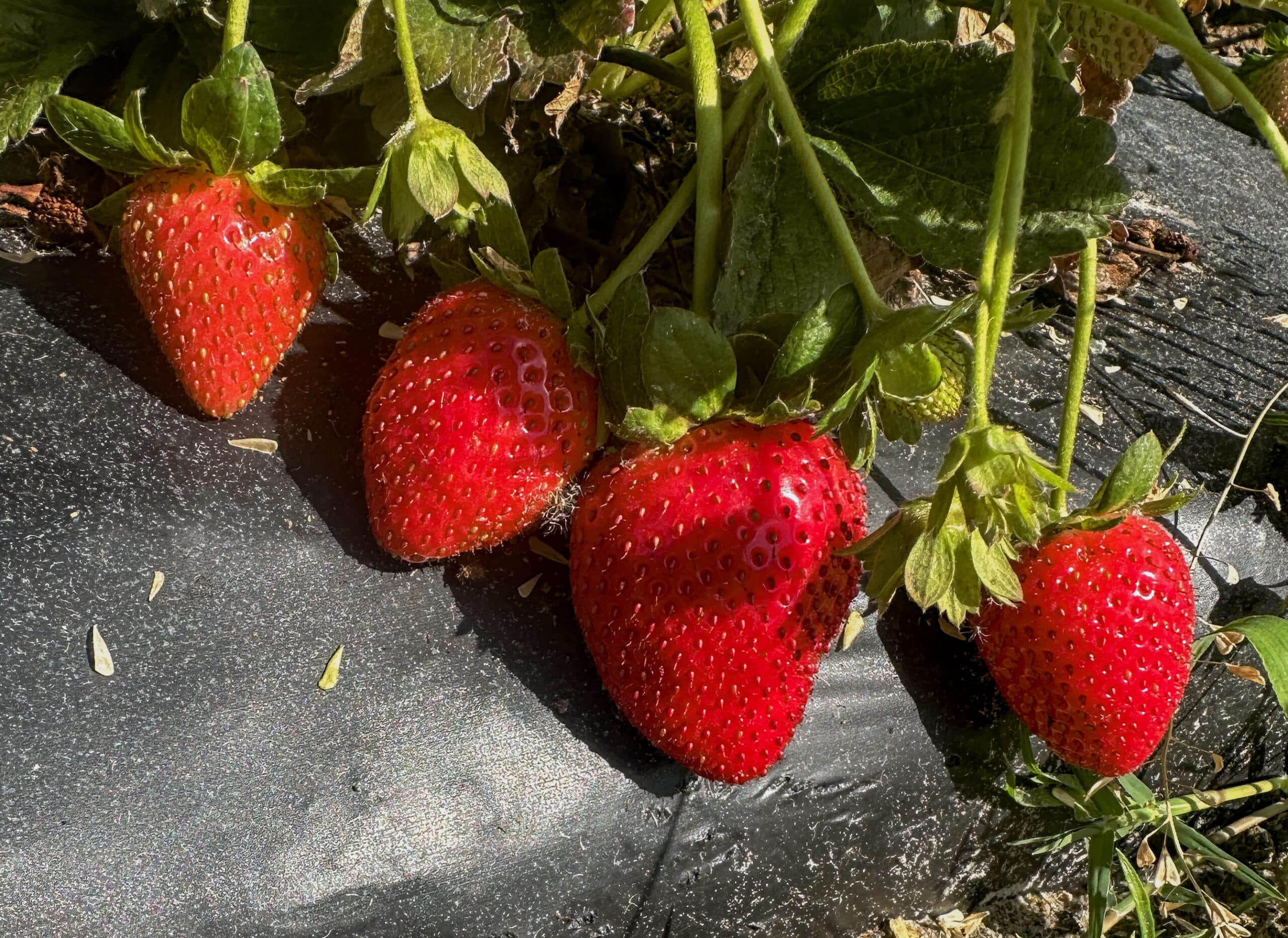 Four strawberry fruits still on the plant
