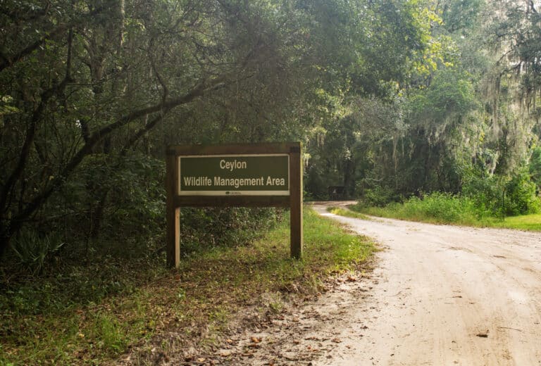 entrance-to-ceylon-wildlife-management-area-woodbine-kingsland-georgia