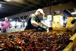 man-sorting-crawfish-at-the-festival-woodbine-georgia