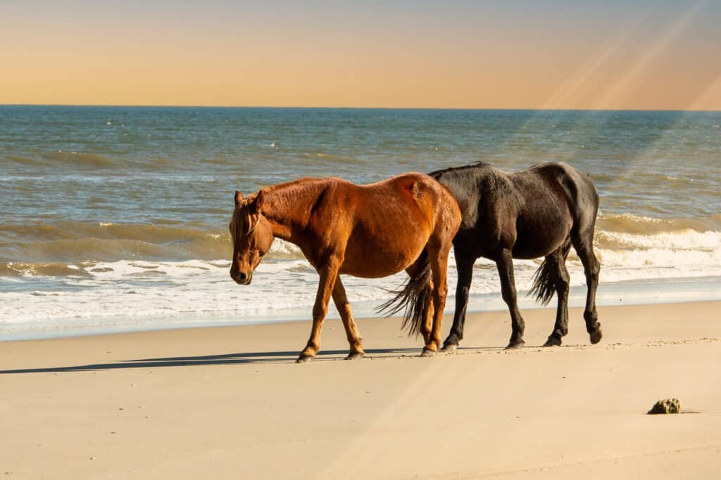 Wild horses walking on the seashore of Cumberland Island, Coastal Georgia, Kingsland, Georgia
