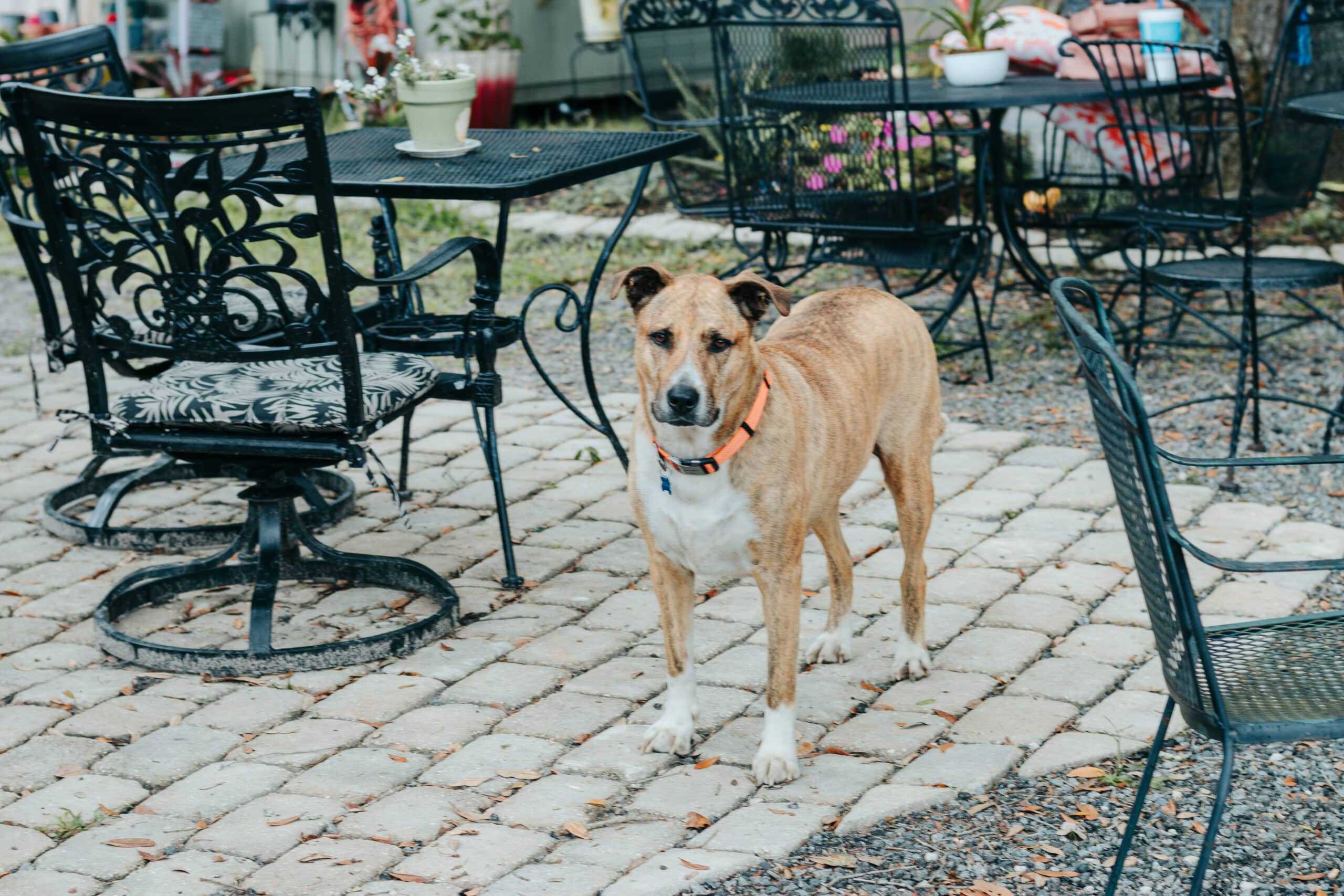 Dog spending time at an outdoor coffeeshop