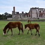 a-family-of-wild-horses-in-the-yard-of-the-dungeness-ruins-on-cumberland-island-national-seashore-kingsland-georgia
