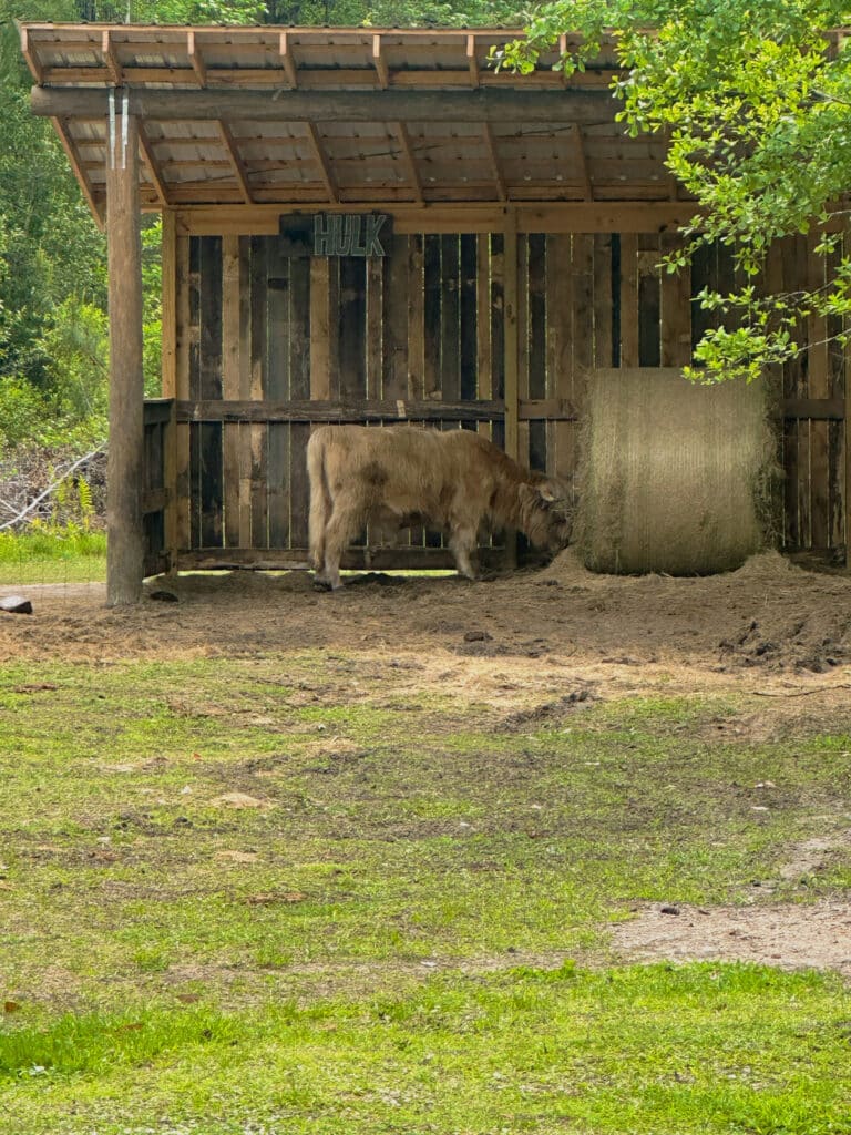 walkabout-camp-and-rv-park-view-of-a-highland-cow-eating-hay-giant-oaks-kingsland-georgia