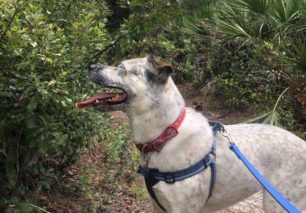 Dog on leash enjoying nature with tree and foliage surrounding