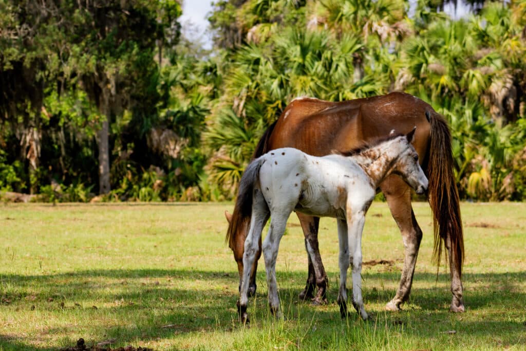 a mother-and-baby-horse-grazing-on-cumberland-island-national-seashore-near-kingsland-georgia
