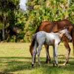 a mother-and-baby-horse-grazing-on-cumberland-island-national-seashore-near-kingsland-georgia