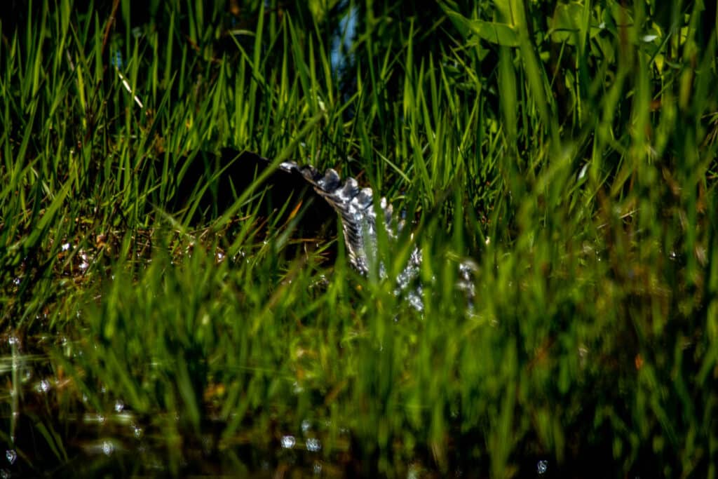 an-aalligator-back-and-tail-peaking-above-grass-in-the-okefenokee-national-wildlife-refuge