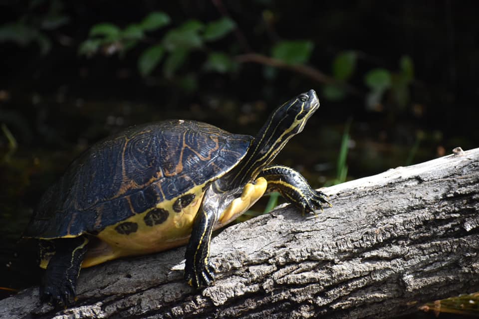 turtle-on-dry-log-in-the-okefenokee-national-wildlife-refuge-world-heritage-site