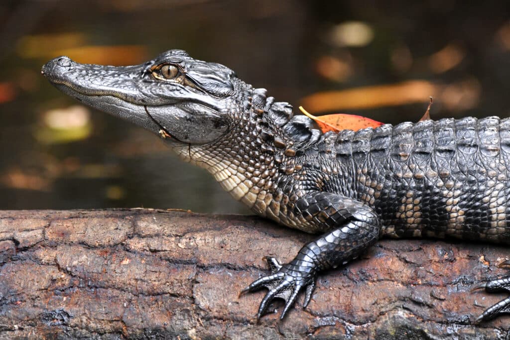 Okefenokee Swamp National Wildlife Refuge, Georgia birding and wildlife photography by williamwisephoto.com