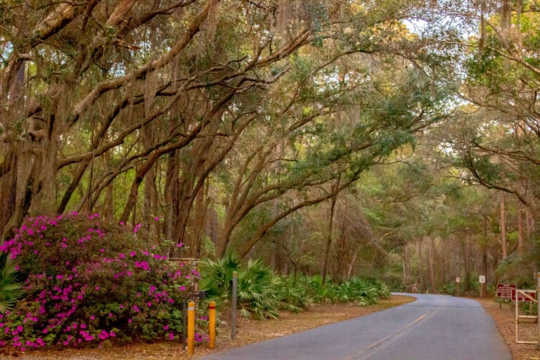 the-entrance-of-crooked-river-state-park-a-canopy-of-trees-over-the-road