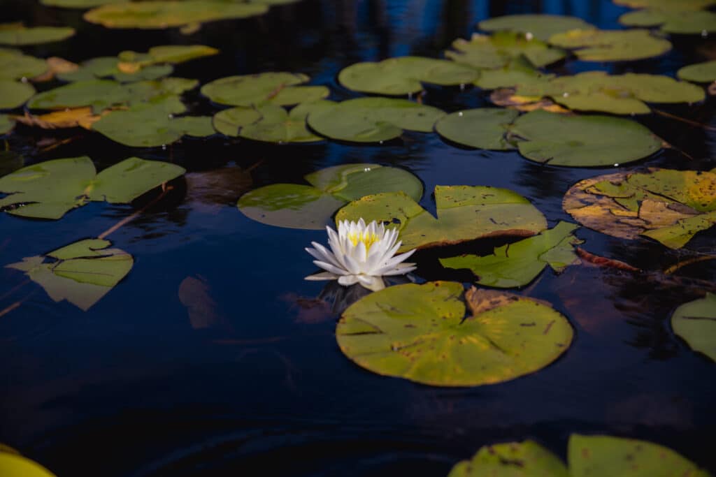 a-beautiful-water-lily-floating-on-the-waters-around-lily-pads-at-the-okefenokee-national-wildlife-refuge