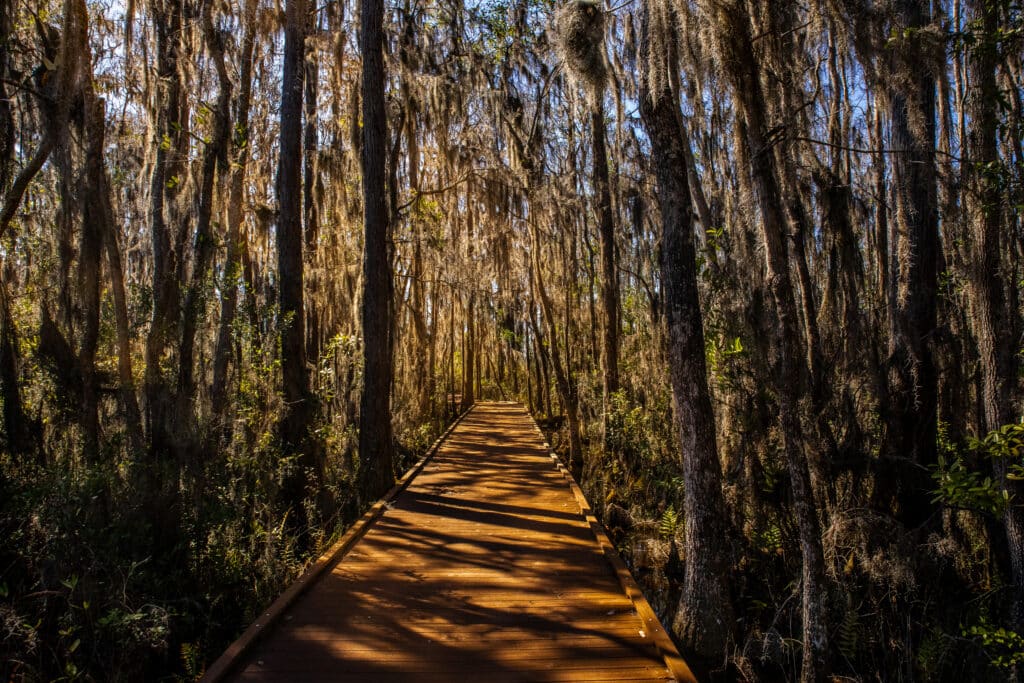 the-boardwalk-at-okefenokee-national-wildlife-refuge-through-the-swamp-lined-by-trees-at-sunset