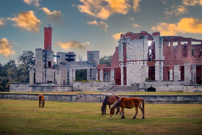 horses-grazing-in-front-of-ruins-on-cumberland-island-national-seashore-near-Kingsland-georgia