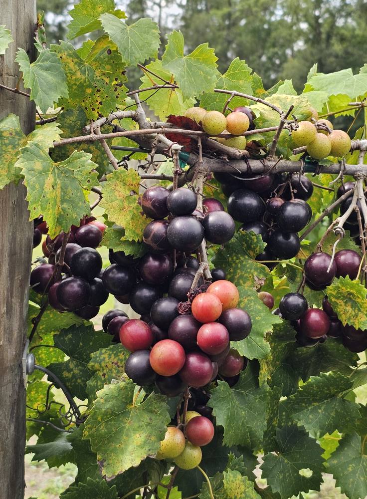 Blackwater Vineyard Image of Grapes - 2 from Facebook