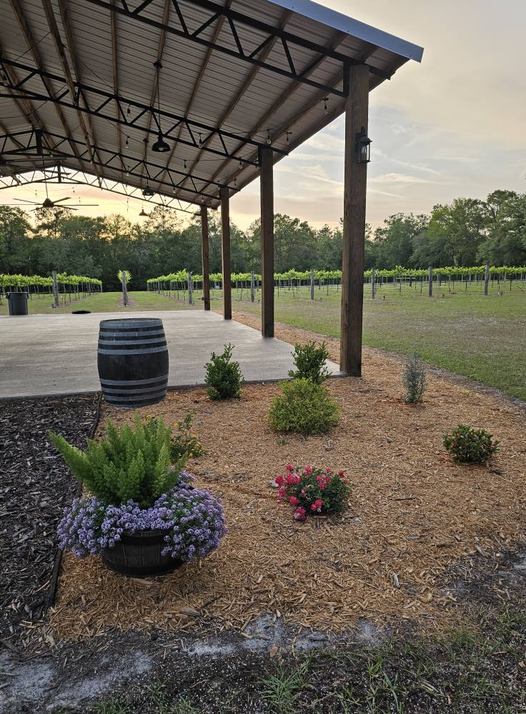 Blackwater Vineyard Image of Grapes - 3
