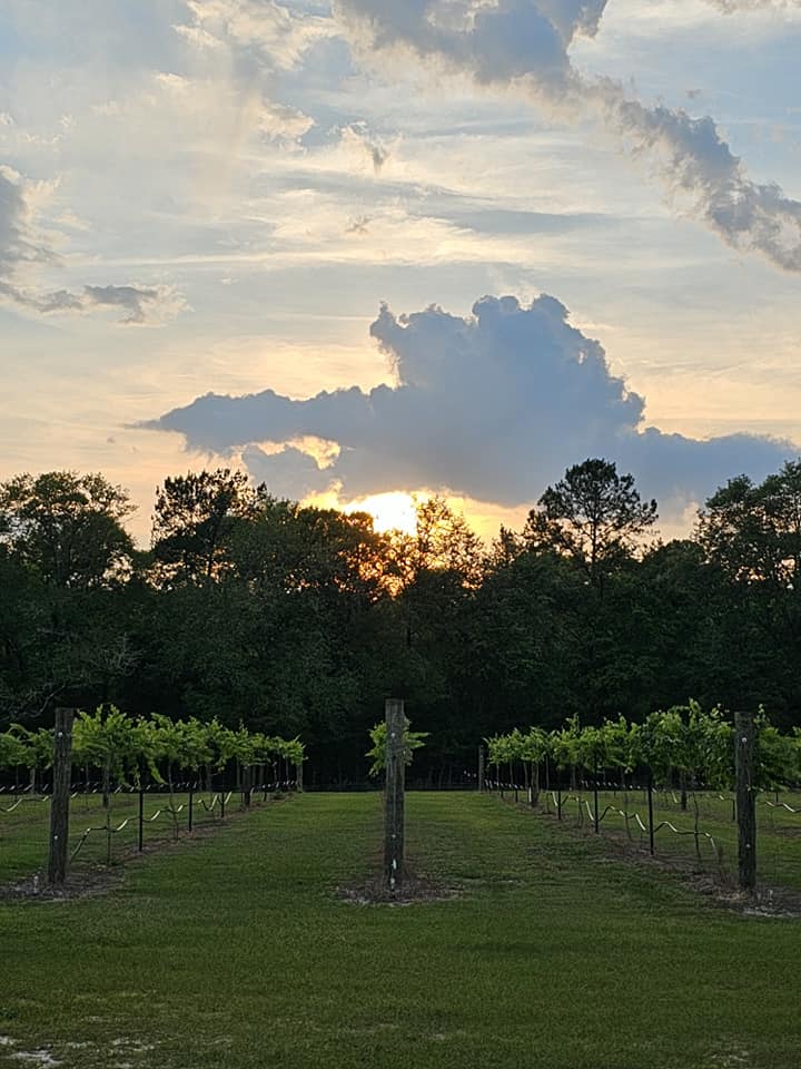 Blackwater Vineyard Image of Grapes - 4 from Facebook