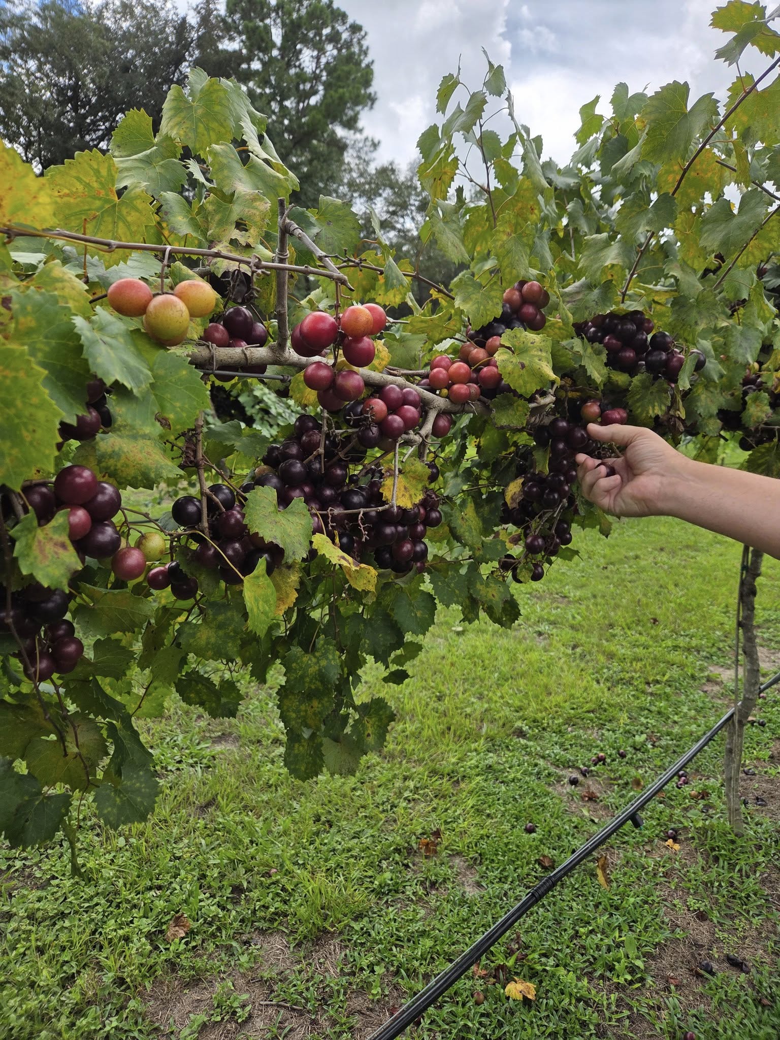 Blackwater Vineyard Image of Grapes - 5 from Facebook