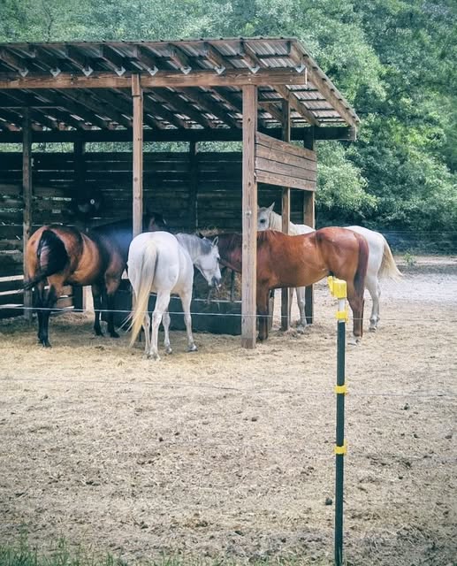 EM Equine Services Horses in Paddock Nov. 2025