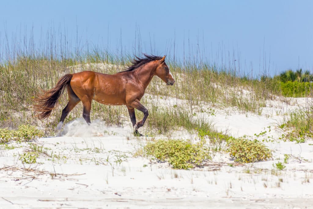 horse-running-on-sand-dunes-on-cumberland-island-national-seashore-near-kingsland-georgia
