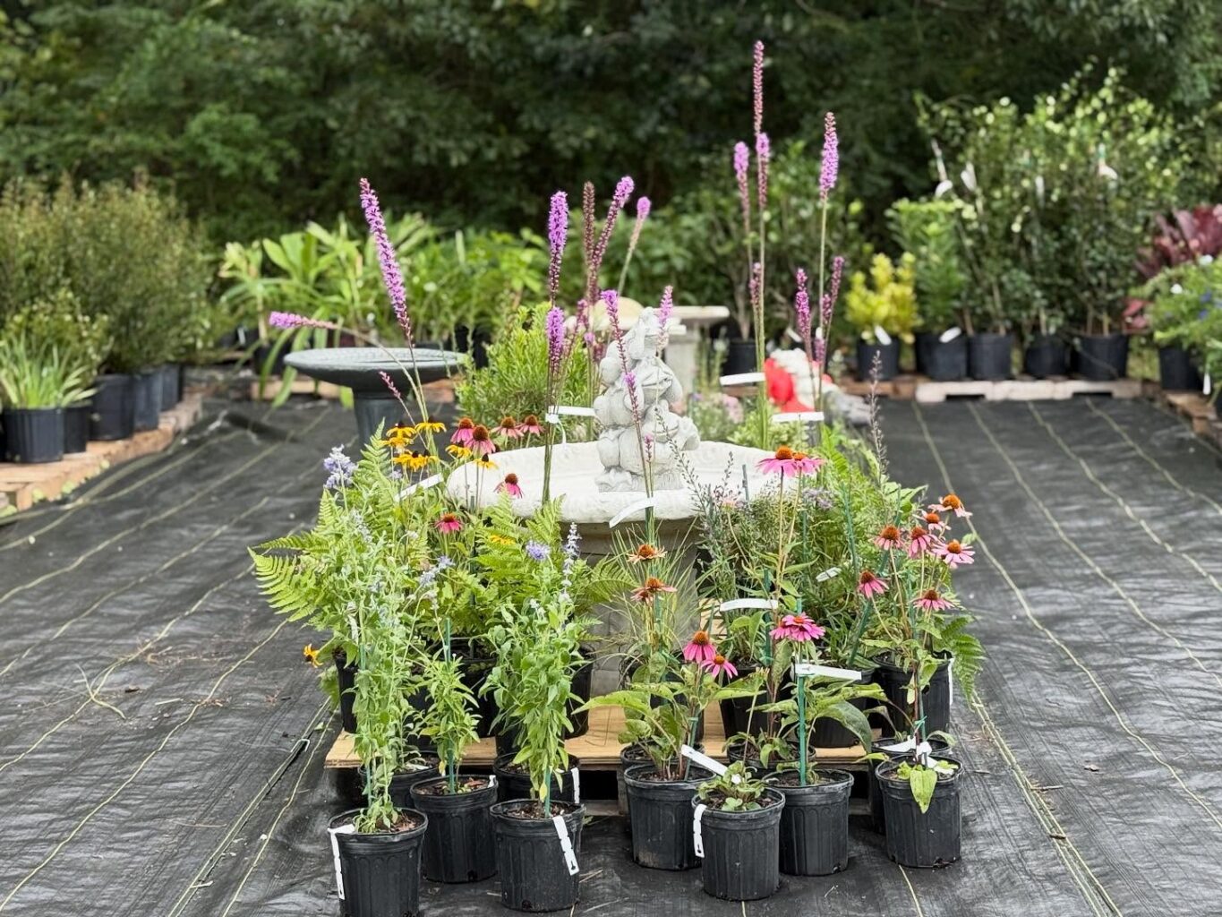 Pollinator plants around a birdbath