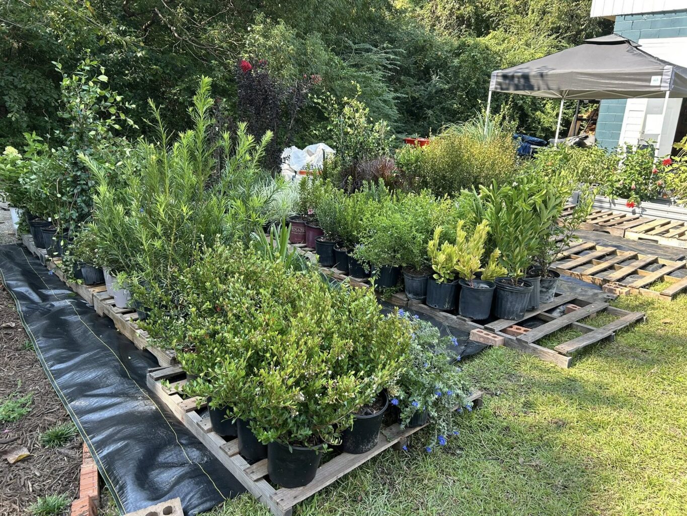 Potted plants and shrubs outside on wooden pallets and a tarp