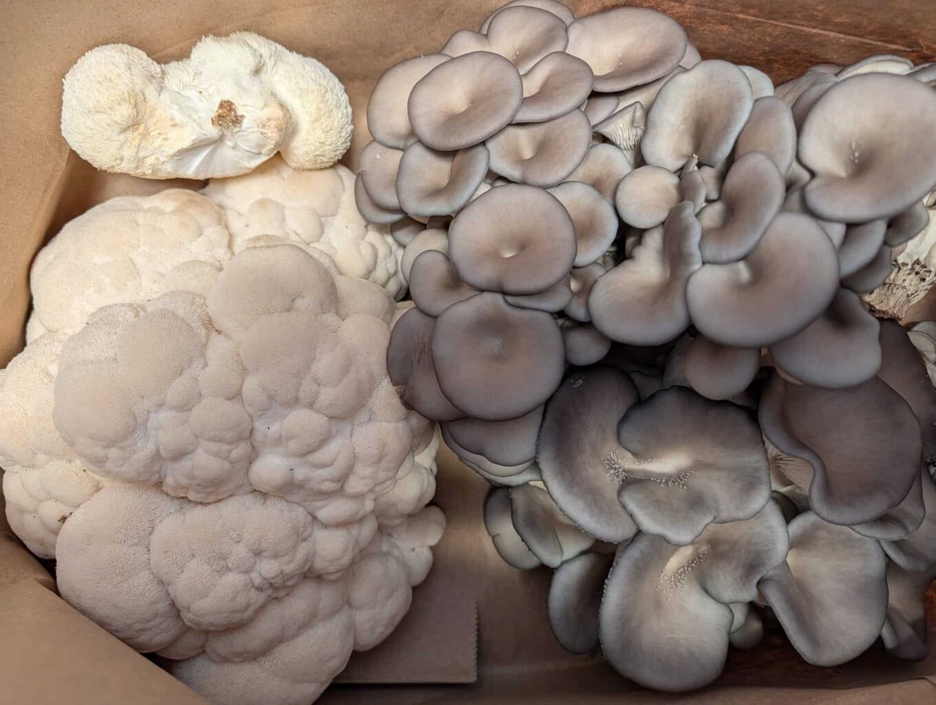 Lions Mane and Black Pearl Mushrooms on a butcher block