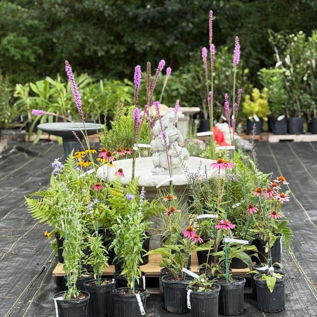 Flowering pollinator friendly plants surrounding a concrete birdbath
