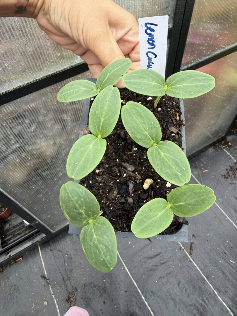 Starter Dragon's Egg Cucumber plant in a small pot viewed with oval leaves viewed from the top.