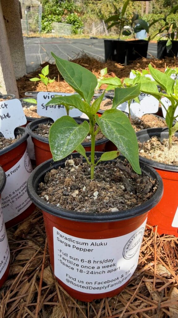 Rooted Deeply Family Farm Pepper Plant Starter from FB 03-2026