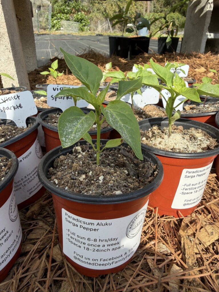 Rooted Deeply Family Farm Pepper Plant Starter from FB 03-2026