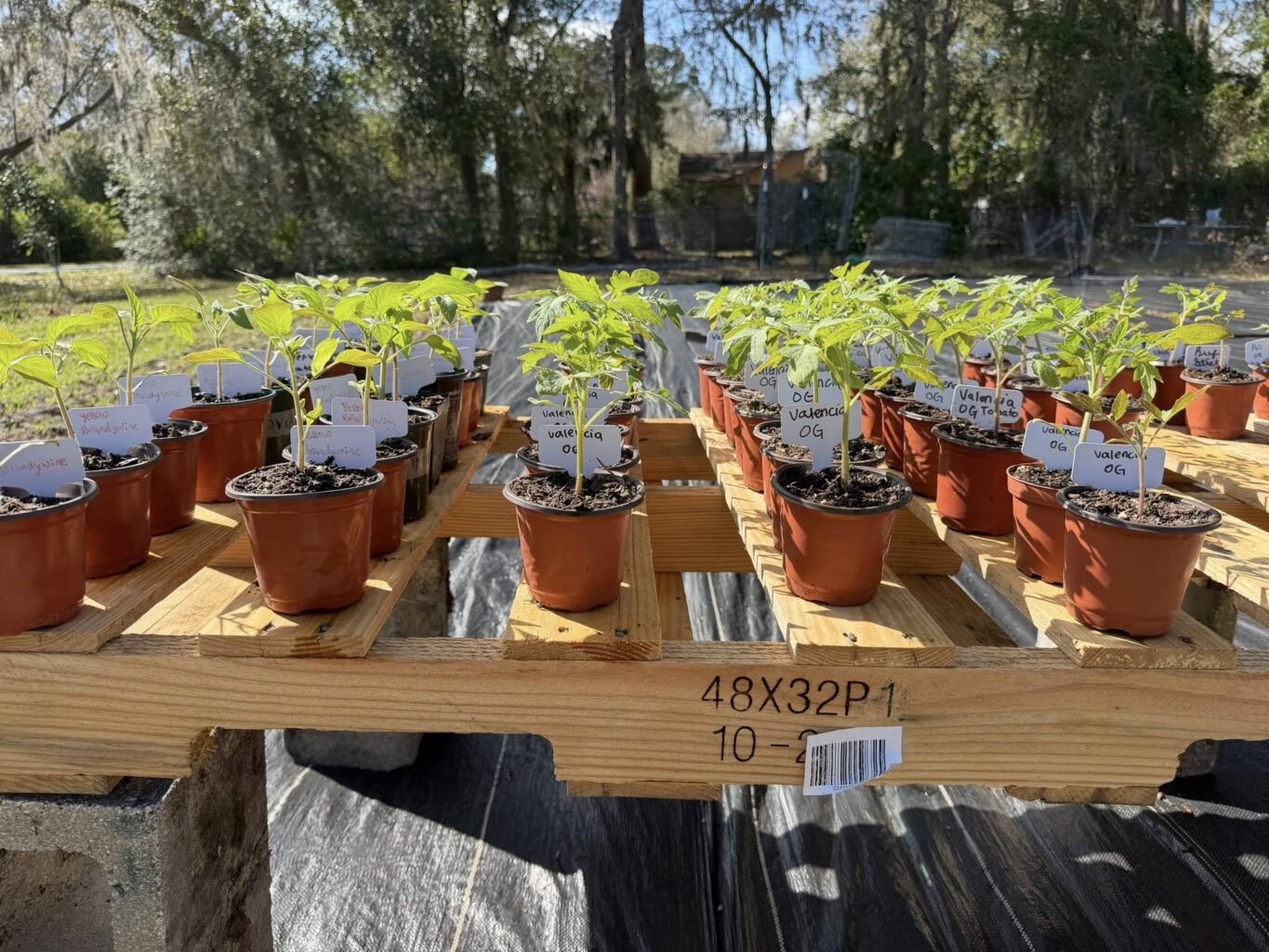 Several dozen starter heirloom tomato plants in pots on an elevate wooden pallet.