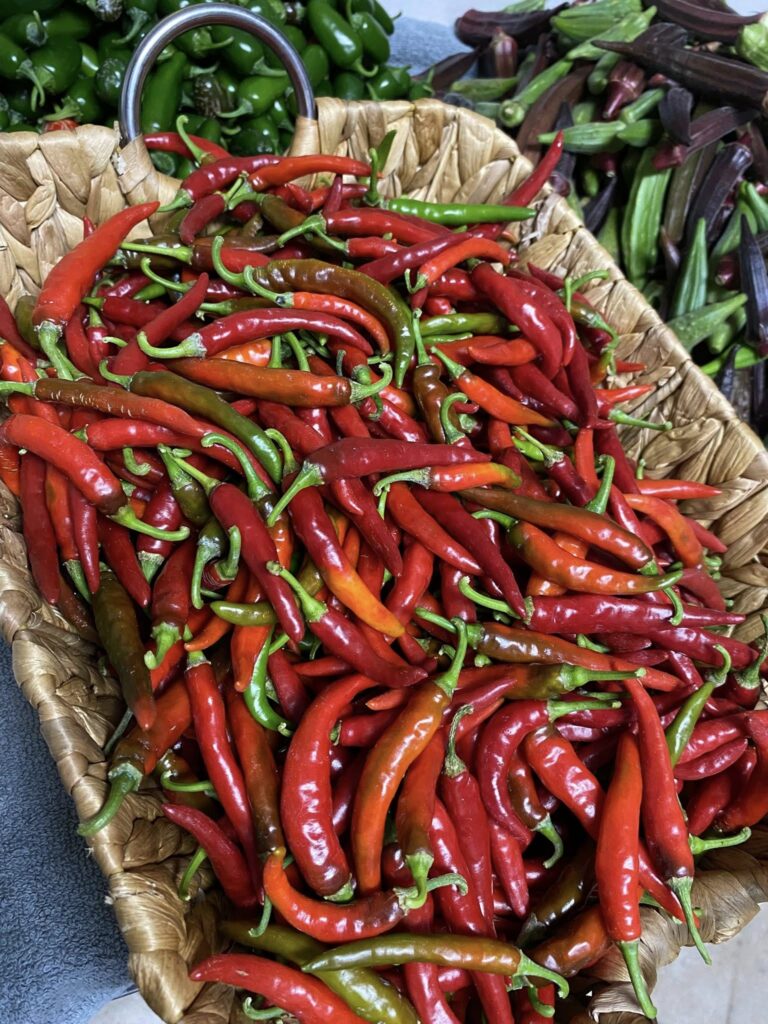 basket of harvested red cayenne peppers