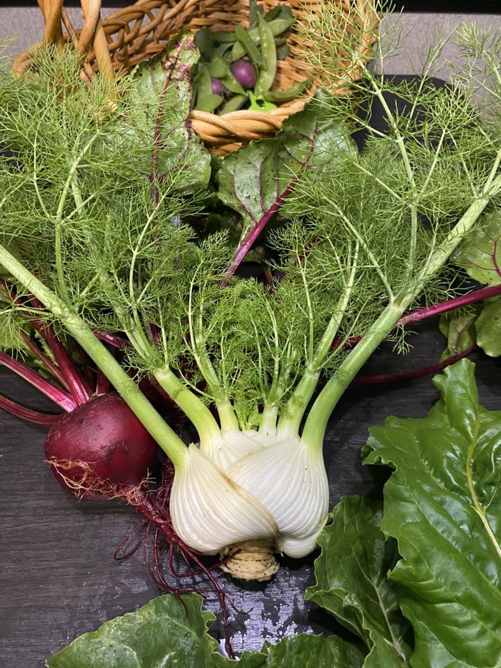 Recently harvested red beet and ferny fennel bulb