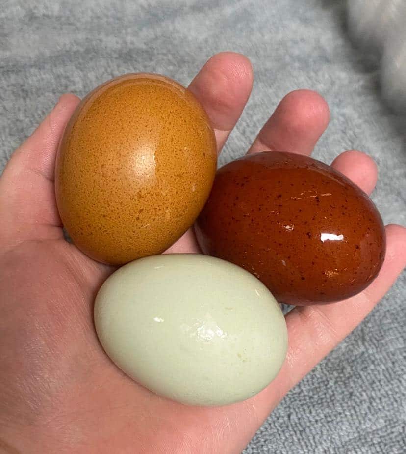 Hand holding three recently washed farm-fresh eggs, one white, one tan, and one brown