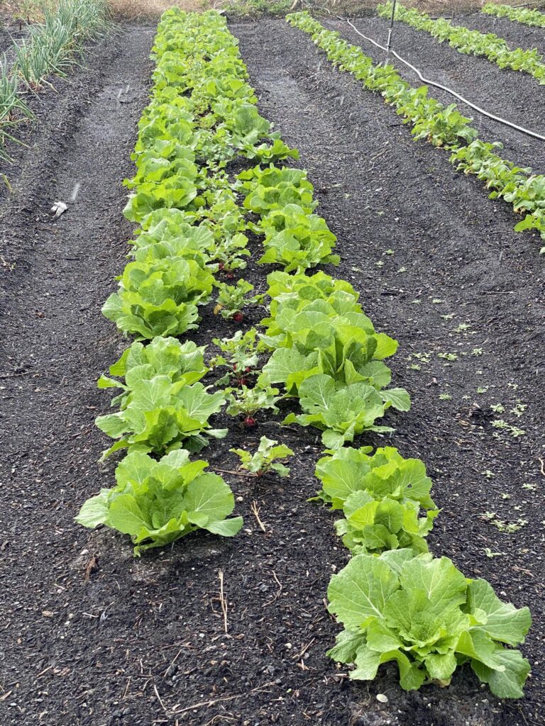 Row of growing cabbages with small radish plants in between.