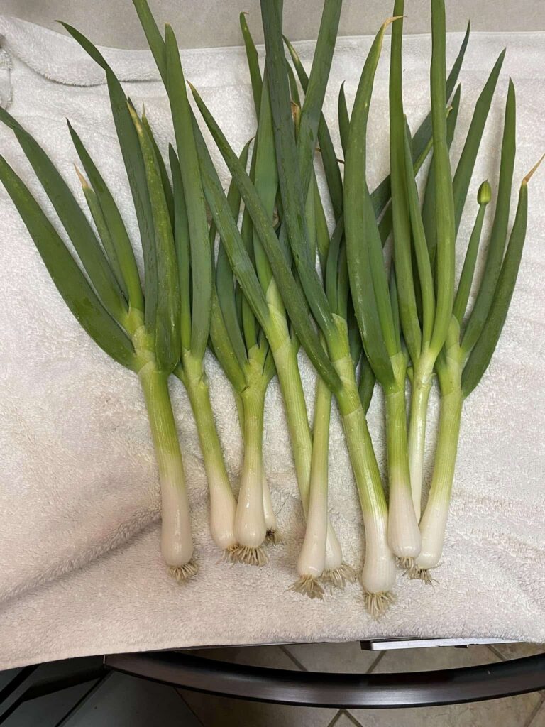 About a dozen recently harvested and cleaned scallions on a white towel
